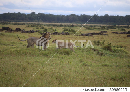 Male lion and female lion staring at each other Male lion and female lion staring at each other 80986925
