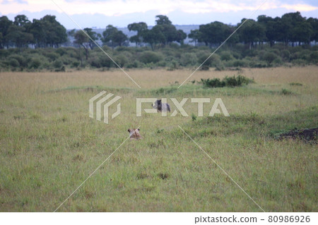 A lion aiming for a desert warthog A lion aiming for a desert warthog 80986926