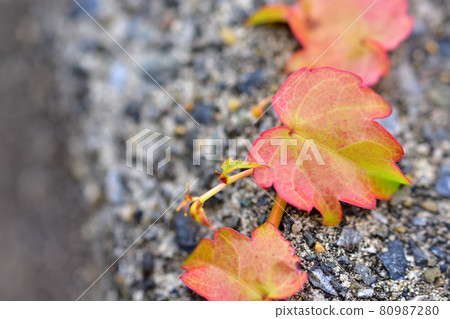 Autumn leaves ivy Autumn leaves ivy 80987280