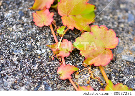Autumn leaves ivy Autumn leaves ivy 80987281