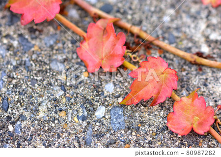Autumn leaves ivy Autumn leaves ivy 80987282