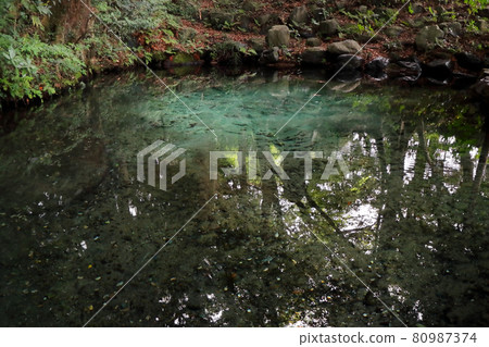 浪漫茨城（日立市和泉神社“和泉之森”弁天池。淡水不斷湧出，呈鈷藍色。） 80987374