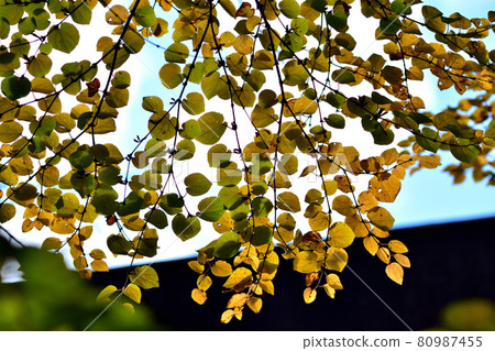 Autumn leaves of katsura 80987455