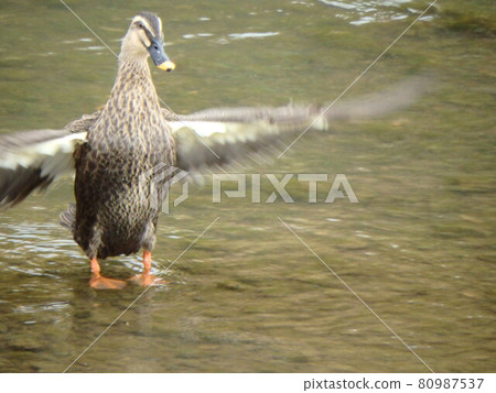 梅田川的斑嘴鴨沐浴拍打翅膀 梅田川的斑嘴鴨沐浴拍打翅膀 80987537