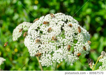 蜜蜂蜂擁而至 Ajwain 蜜蜂蜂擁而至 Ajwain 80987570