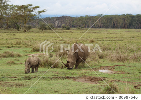 Parent and child of a rhino with a small bird in the same position Parent and child of a rhino with a small bird in the same position 80987640