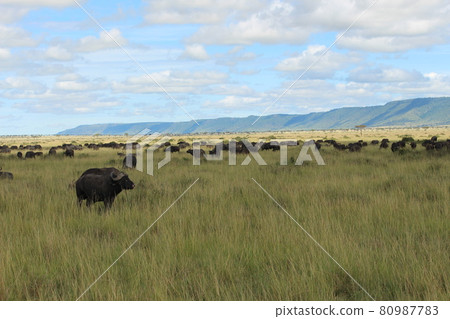 African buffalo herd African buffalo herd 80987783
