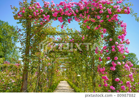 Rose tunnel 80987882