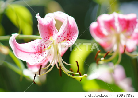 Yuri Kanoko Yuri Kanoko 80987883