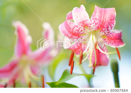 Yuri Kanoko 80987884