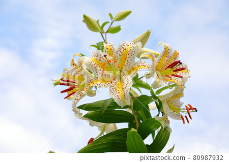  Wild lily 80987932