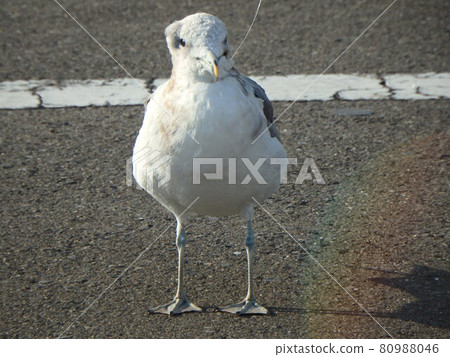 Black-tailed gull damaged by entwining fishing line in beak 80988046