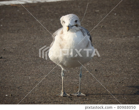 Black-tailed gull with a distorted face with fishing line entwined in its beak 80988050
