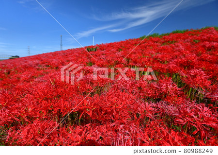 埼玉縣比木郡川島町福塚,在奧佩河岸邊成群的孤挺花 埼玉縣比木郡川島町福塚,在奧佩河岸邊成群的孤挺花 80988249