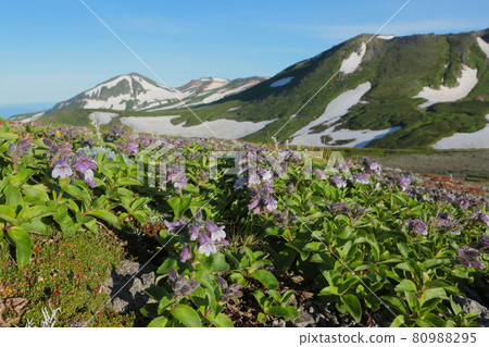 Pennellianthus frutescens blooming in Daisetsuzan Pennellianthus frutescens blooming in Daisetsuzan 80988295