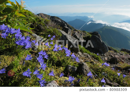Hakusan summit where Iwagikyo blooms Hakusan summit where Iwagikyo blooms 80988309