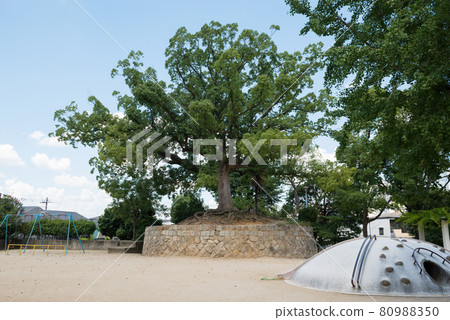 商店山公園 商店山公園 80988350