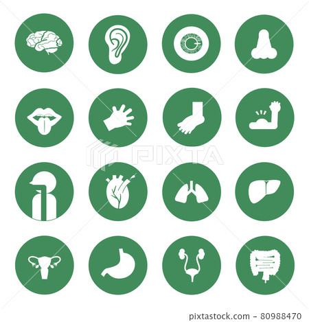 五臟六腑 圖標 Icon 80988470
