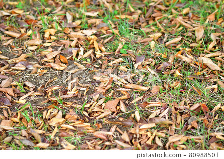 落葉 80988501