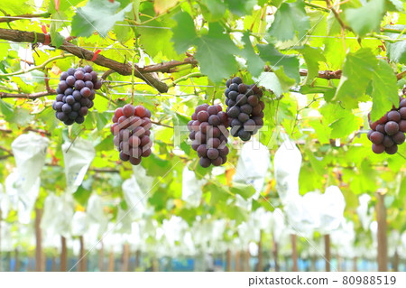 Vineyards approaching the harvest season 80988519
