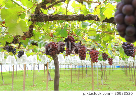 Vineyards approaching the harvest season 80988520