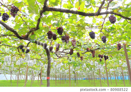 Vineyards approaching the harvest season 80988522