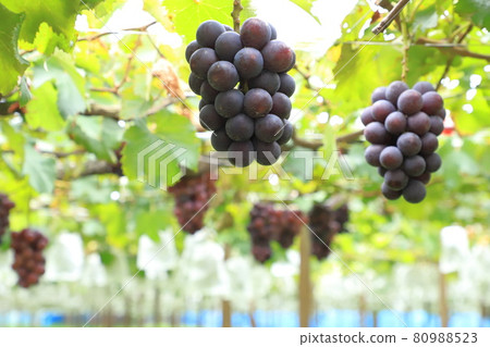 Vineyards approaching the harvest season 80988523