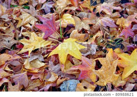 Fallen leaves  80988621