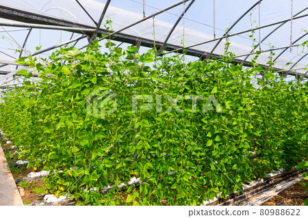Green beans grow on branches in greenhouse 80988622
