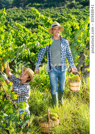 Young man and woman picking harvest of green grape 80988641