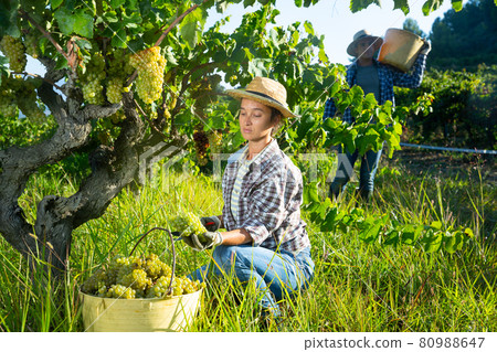 Female farm worker harvesting ripe grapes at vineyard Female farm worker harvesting ripe grapes at vineyard 80988647
