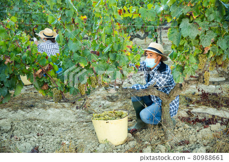 Man proffesional gardener in medical mask during harvesting of grape Man proffesional gardener in medical mask during harvesting of grape 80988661