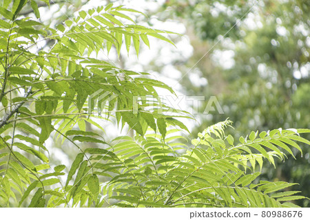 小光的森(夏季) 小光的森(夏季) 80988676