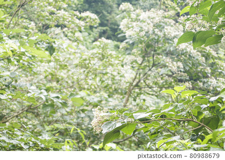 小光的森（夏季） 80988679