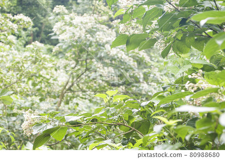 小光的森（夏季） 80988680