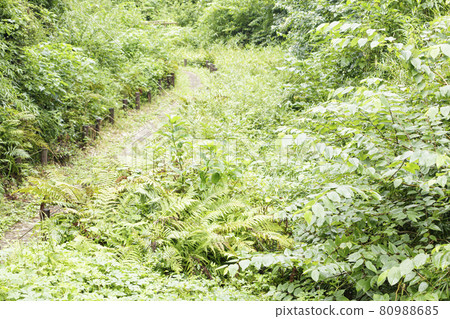 Koajiro no Mori (Summer) 80988685
