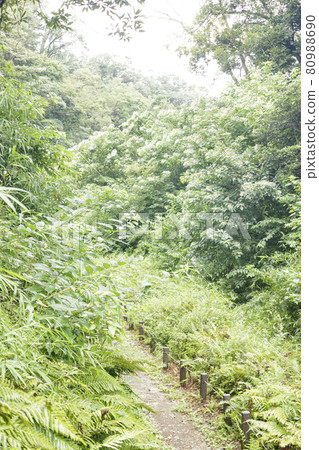 小光的森（夏季） 80988690