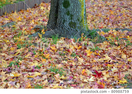 Fallen leaves  80988759