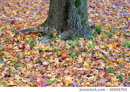 Fallen leaves Fallen leaves 80988760