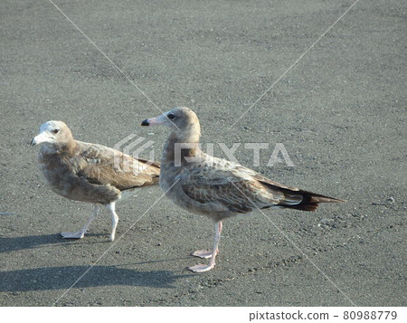 Black-tailed gull without one leg and fellow young birds Black-tailed gull without one leg and fellow young birds 80988779