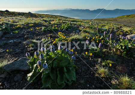 Lagotis glauca garden 80988821