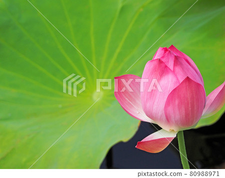美麗的粉紅色蓮花花蕾綻放在池塘 Ichirin 美麗的粉紅色蓮花花蕾綻放在池塘 Ichirin 80988971
