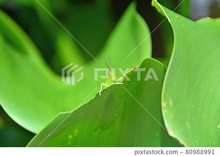 A small grasshopper larva lurking behind a green leaf A small grasshopper larva lurking behind a green leaf 80988991