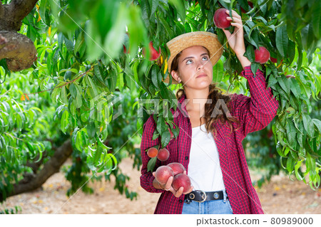 Positive woman engaged in gardening, picking fresh ripe peaches Positive woman engaged in gardening, picking fresh ripe peaches 80989000