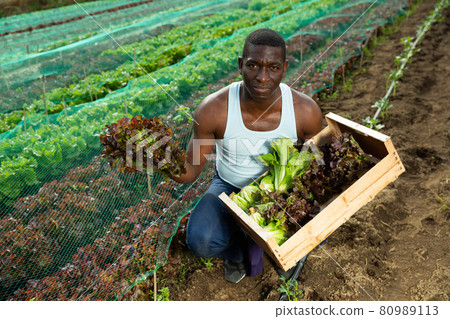 African man holding harvest of lettuce 80989113