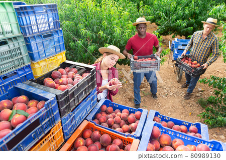 Female owner of orchard checks quality of peaches in crates after harvesting from trees 80989130