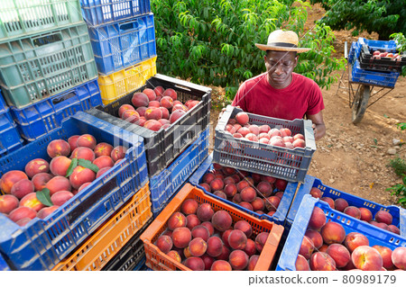 Man carrying crate full of peaches 80989179