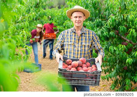 Farmer carrying plastic box full of peaches in orchard 80989205