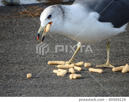 A black-tailed gull that eats his favorite shrimp 80989226