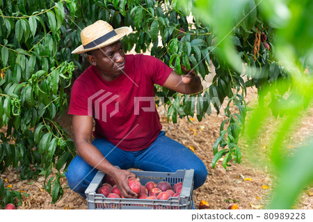 Positive latino farmer harvesting peaches in fruit garden Positive latino farmer harvesting peaches in fruit garden 80989228